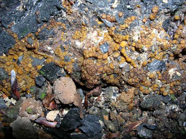 2005 :  Un anno di funghi